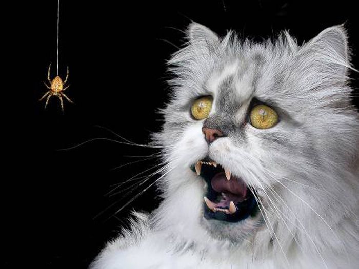 Spider-cat.jpg