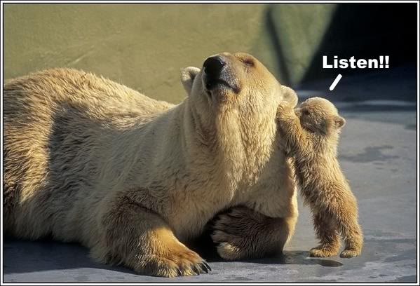[Image: bears-listen.jpg]