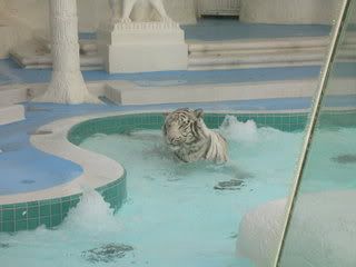 White Tiger taking a bath