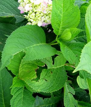 hydreanges leaves 08