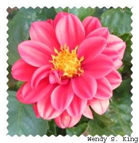 Pinkishredishflowerfromgrannys.jpg