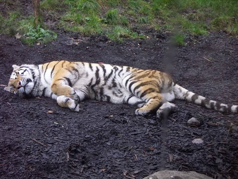 Lazy ass tiger
