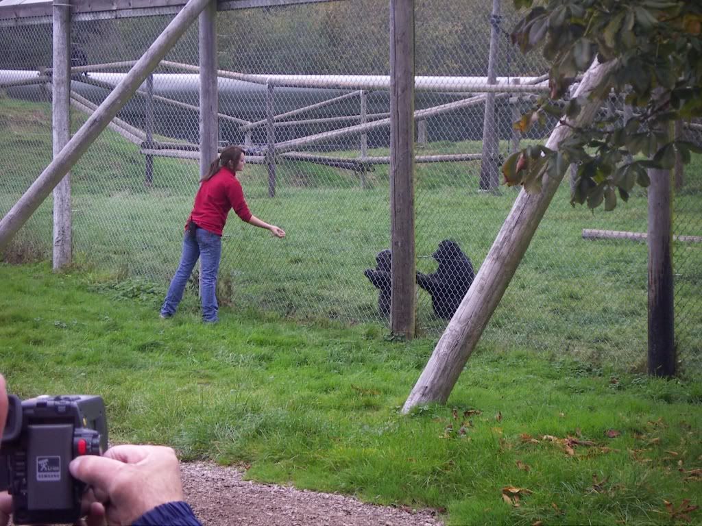 chimp is saying No no, YOU come here and give it to ME