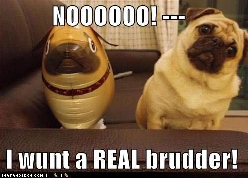 mean and funny pugs. img.photobucket.com