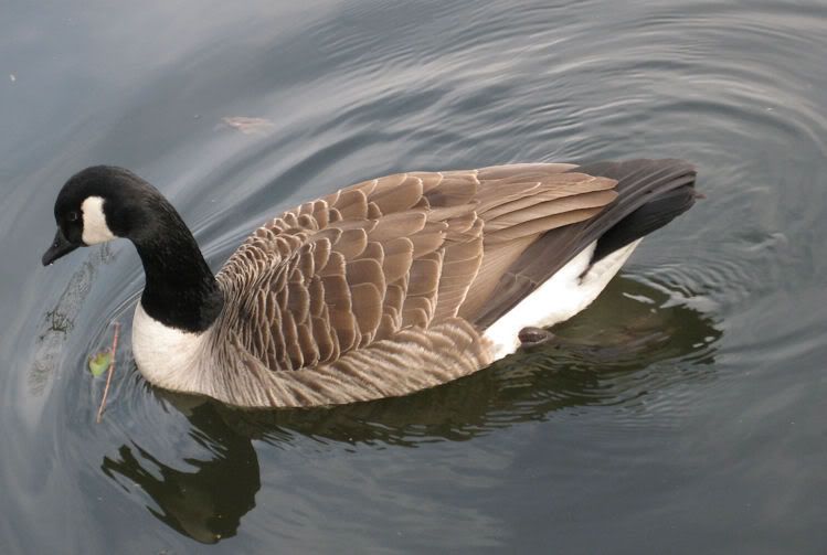 goose.jpg