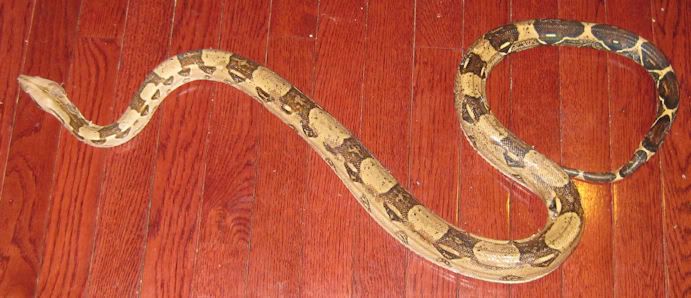 sneakysnake.jpg
