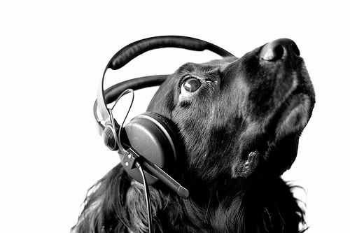 dog-headphones.jpg