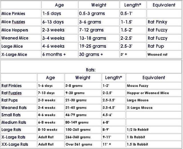 rodent-sizes-reptile-forums