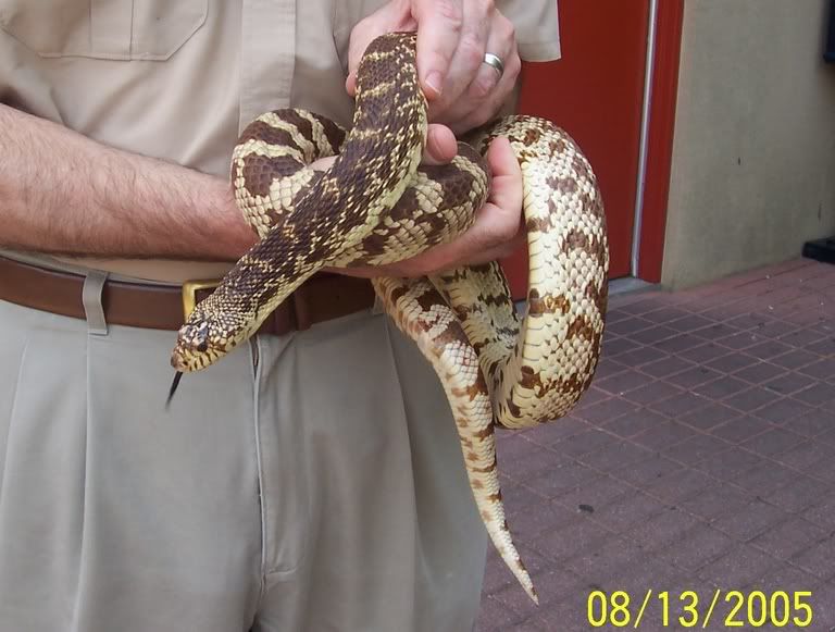 FredLAPINESNAKE.jpg