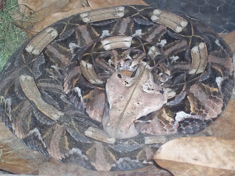 gaboonviper.jpg