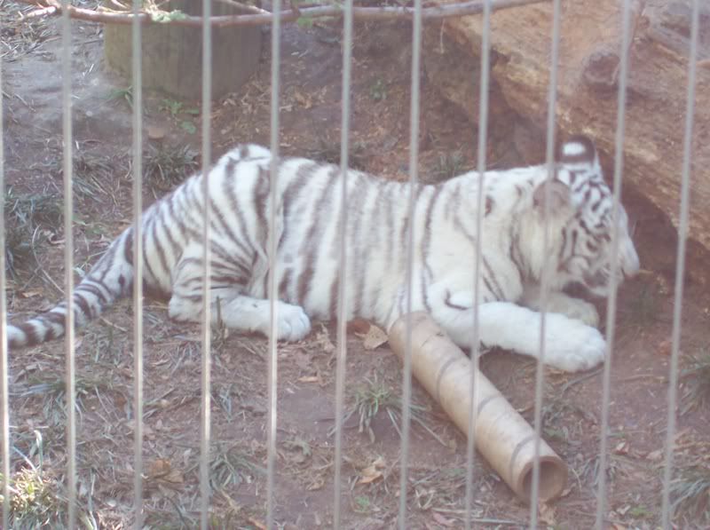 whitetigercub.jpg