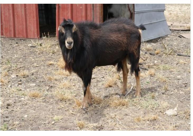 I can feel my addiction growing.... - Goats