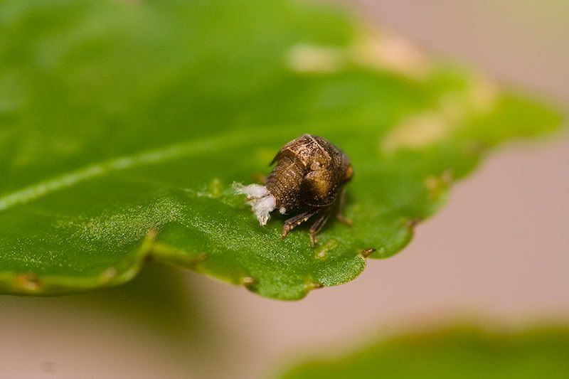 IMAGE: http://img.photobucket.com/albums/v248/MattsOnlyHope/sigma%20105%20macro/IMG_1873-Edit.jpg