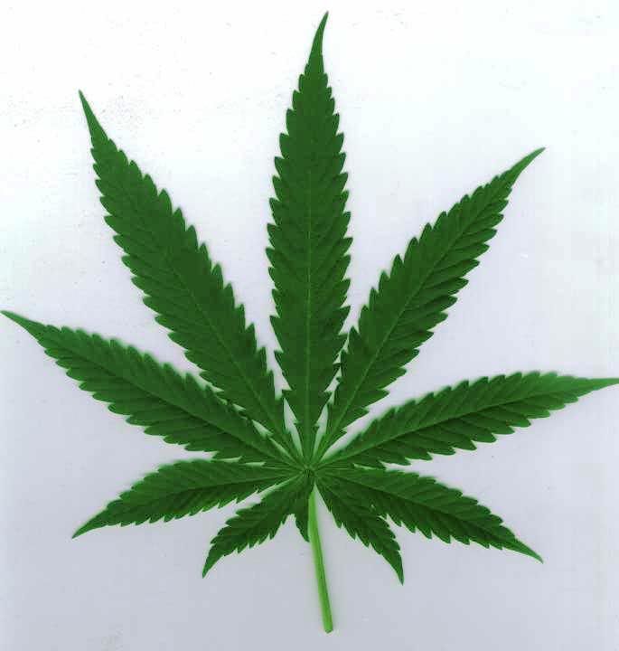 pot-leaf-big.jpg