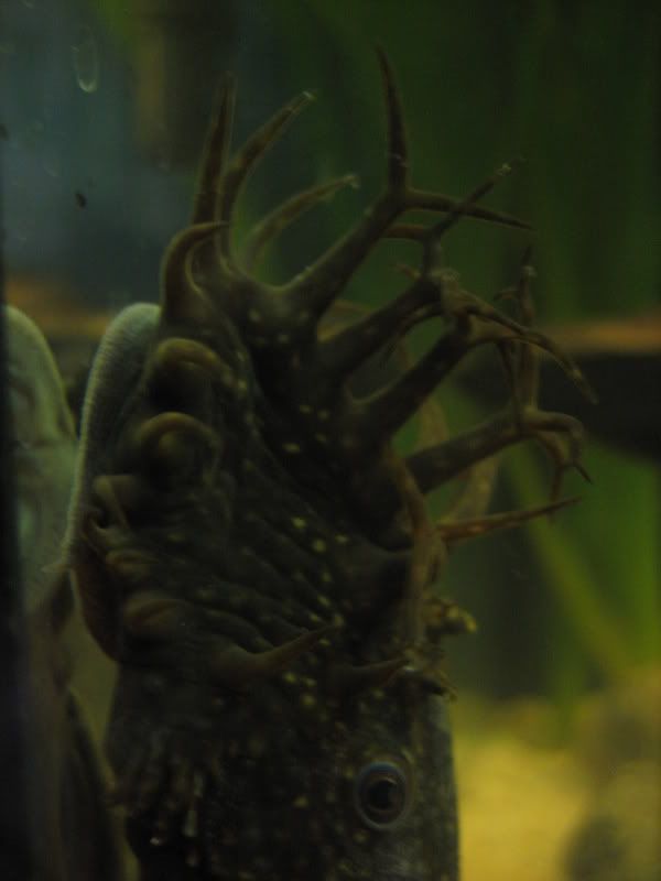 Kuva