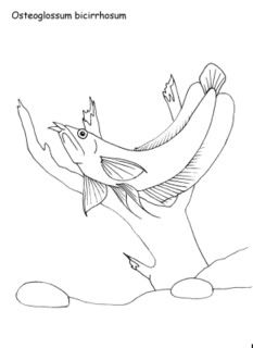 Kuva