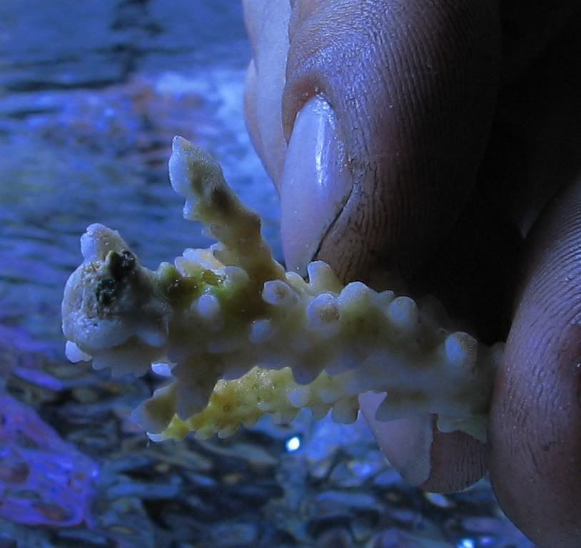 More Acro Eating Flatworms!!! Pics!!! The Reef Tank