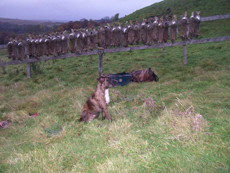 firstferretingtrip033.jpg