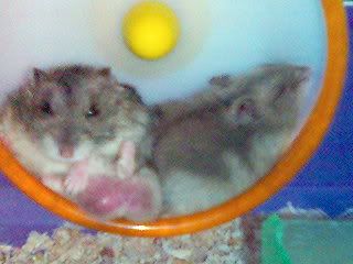 Image hosting by Photobucket