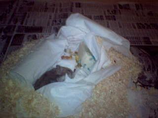 Image hosting by Photobucket