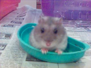 Image hosting by Photobucket