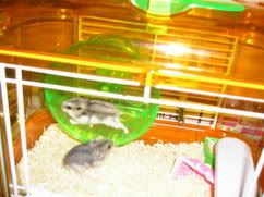 Image hosting by Photobucket