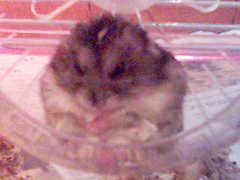 Image hosting by Photobucket