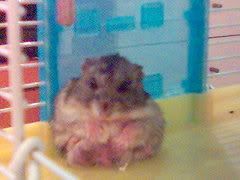 Image hosting by Photobucket