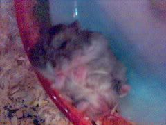 Image hosting by Photobucket