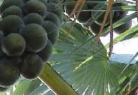 Palmyra palm fruit, buah tal dangling over Tok Nyang's house.