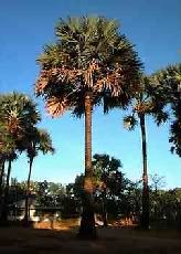 Palmyra Palms, known in Besut as Tal trees.