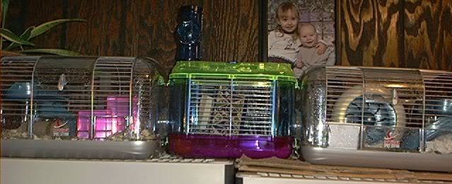 hamster space station