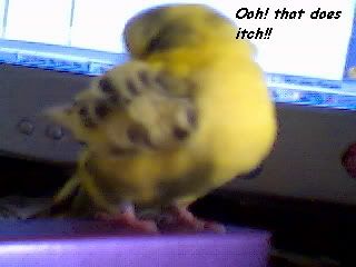 agoodpreen.jpg