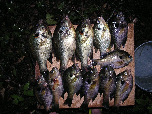 bream005_640x480.jpg