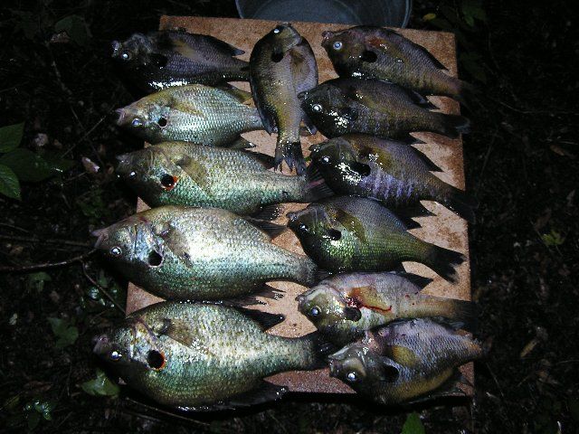 bream007_640x480.jpg