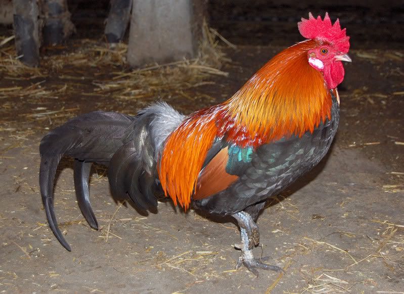 Afbeelding