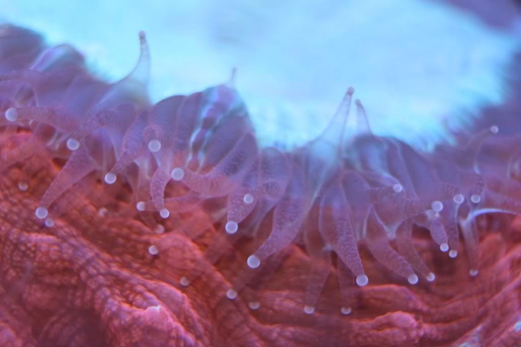 IMAGE: http://img.photobucket.com/albums/v249/nutzovafhs/IMG_0433.jpg