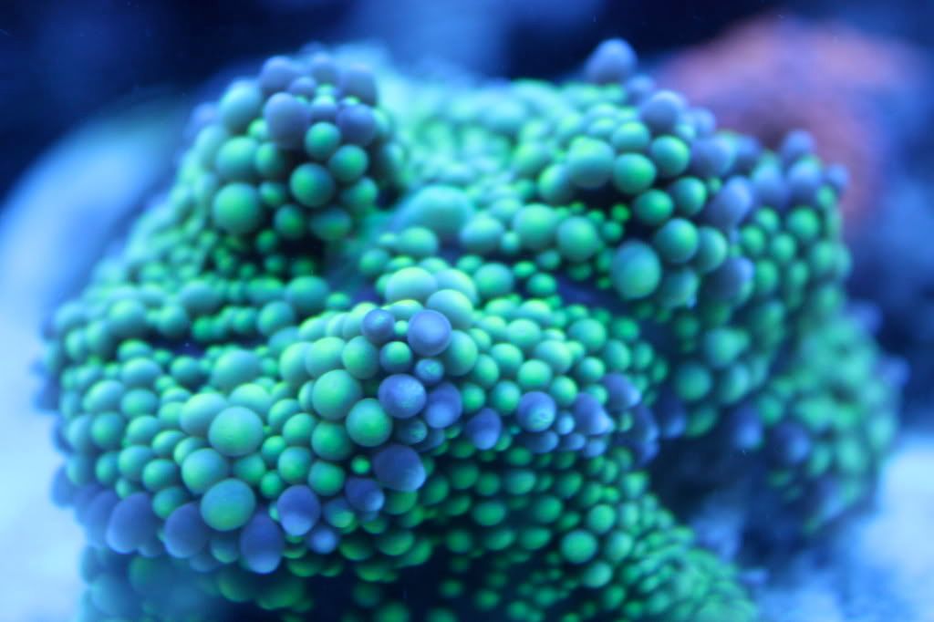 IMAGE: http://img.photobucket.com/albums/v249/nutzovafhs/IMG_0435.jpg