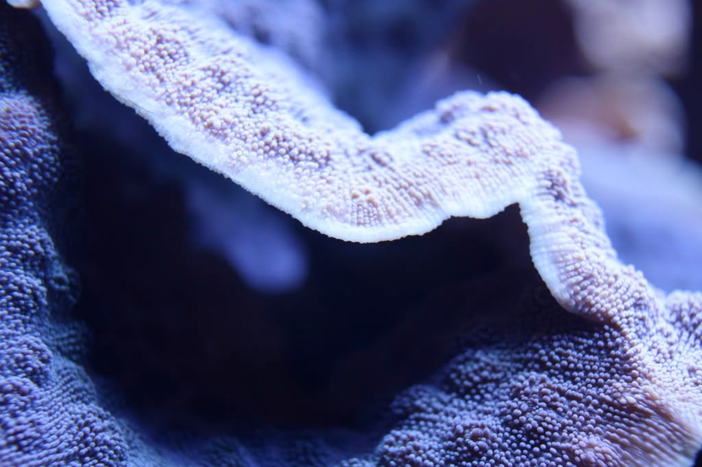 IMAGE: http://img.photobucket.com/albums/v249/nutzovafhs/IMG_0744.jpg