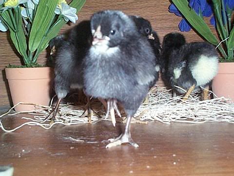 Dominique chicks from Cackle Hatchery