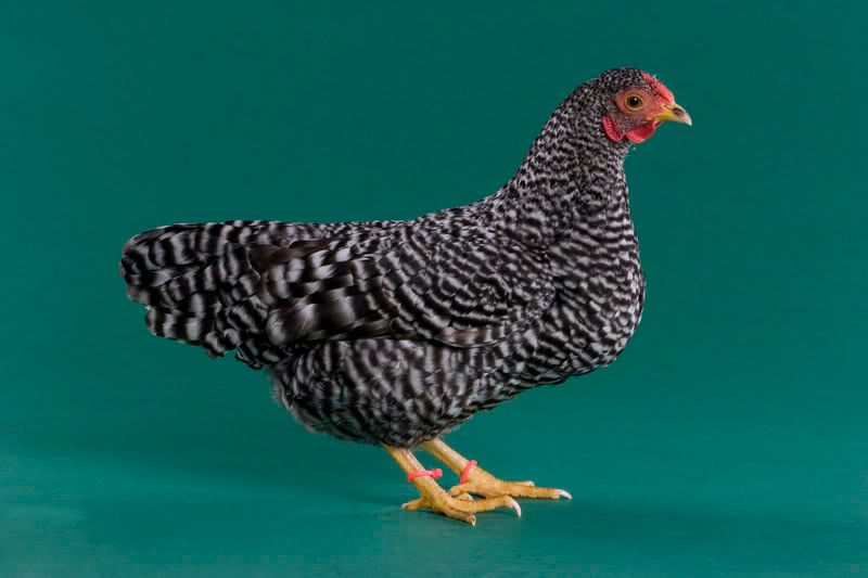 Bantam Dominique hen