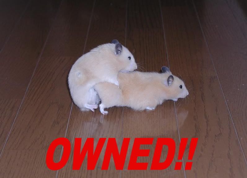 hamsterowned.jpg
