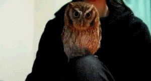 animated owl photo: Owl is watching you owl-is-watching-you.gif