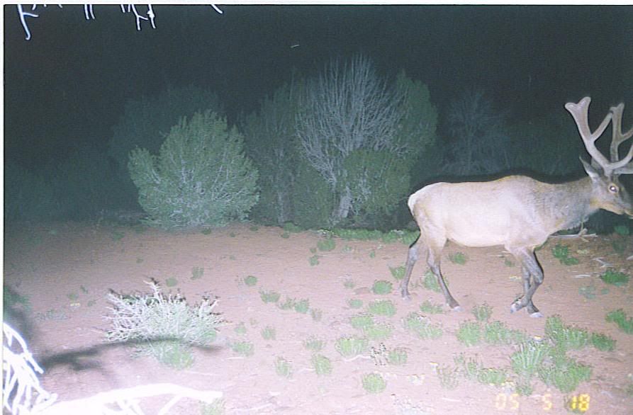 2005elk.jpg