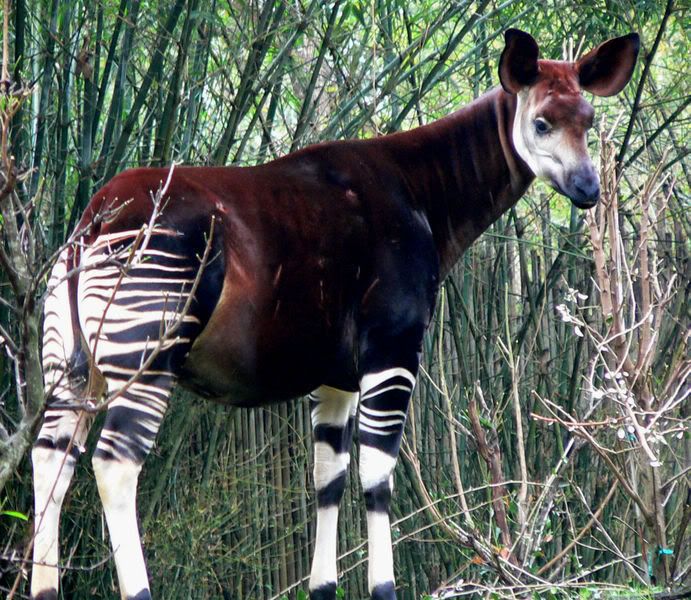 okapi Pictures, Images and Photos