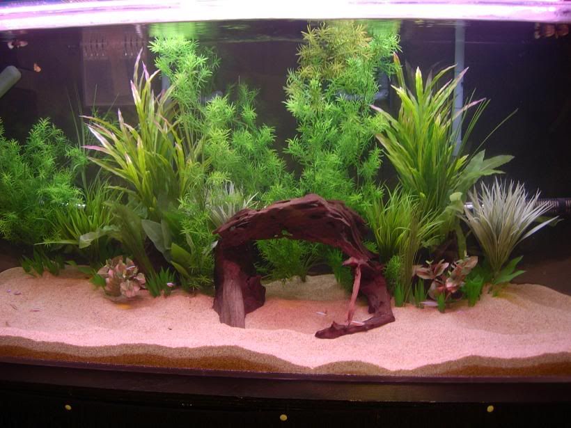 My Fake Planted Tank