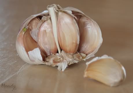 Garlic