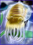 rubberCuttlefish.jpg image by visualpurple