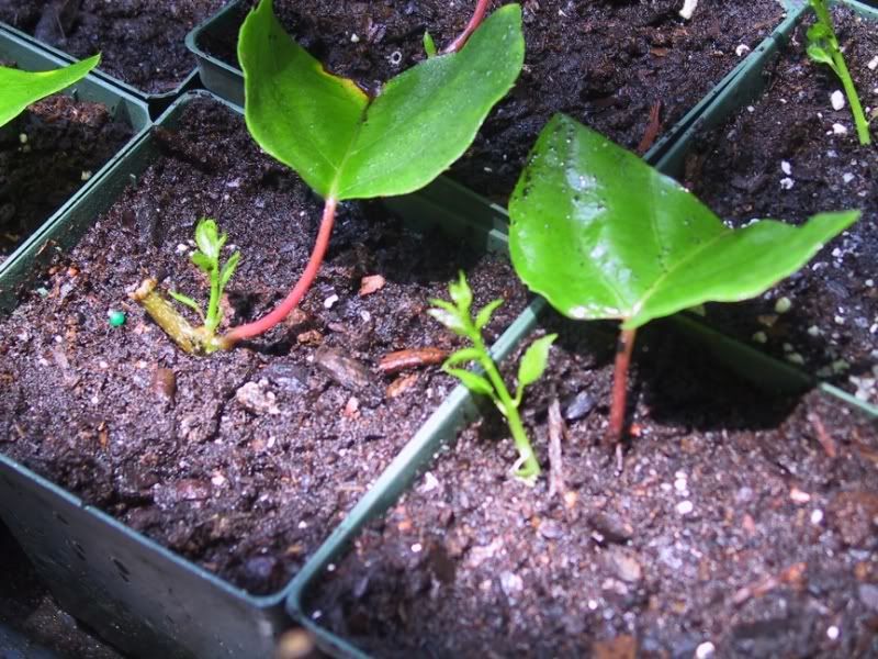 Rooting Hardy Kiwi Cuttings
