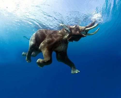 Swimming Elephant